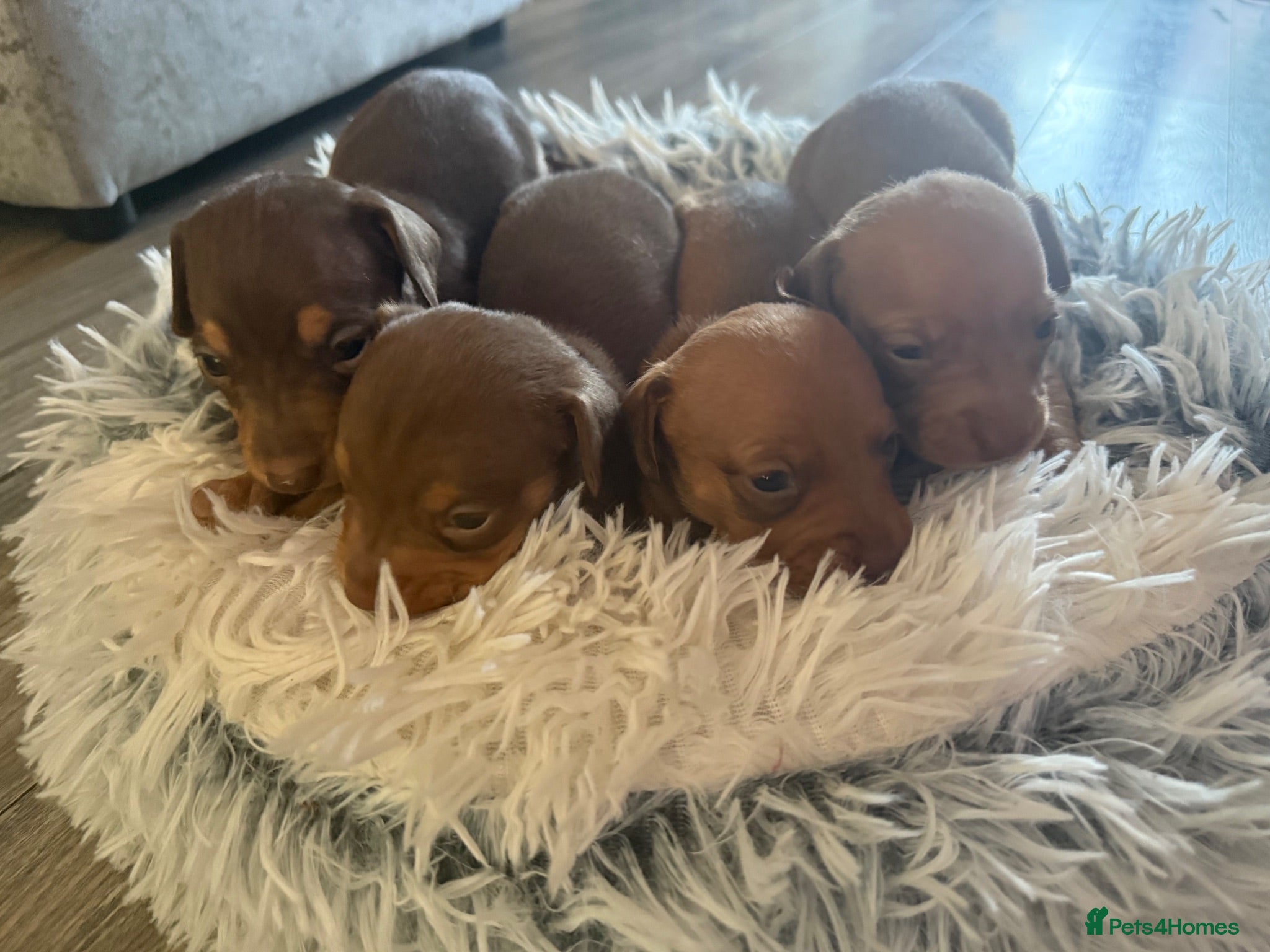 Miniature Dachshund dogs 4 beautiful boys available  - Advert 12