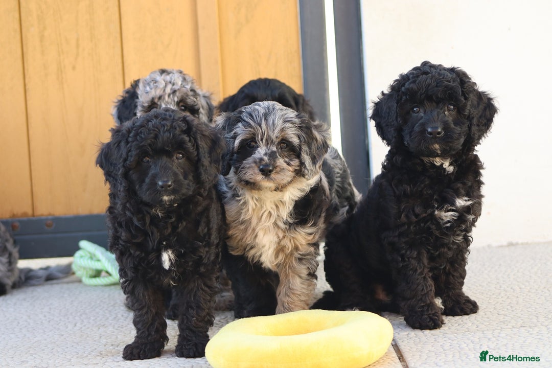 Cavapoo dogs for sale: Beautiful Cavapoochons for sale  - Image 21