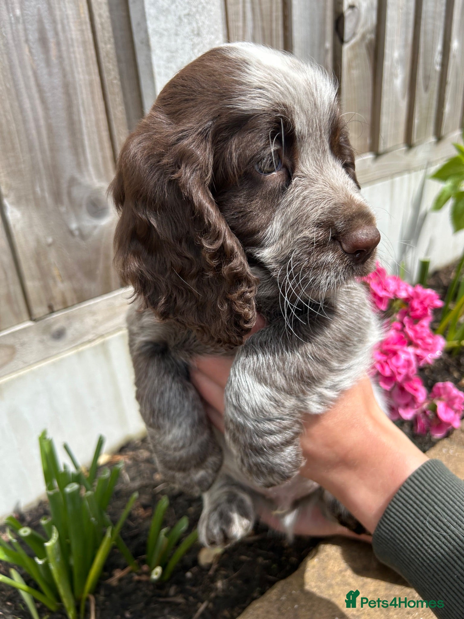 Cocker Spaniel dogs Beautiful cocker spaniel puppies - Advert 1