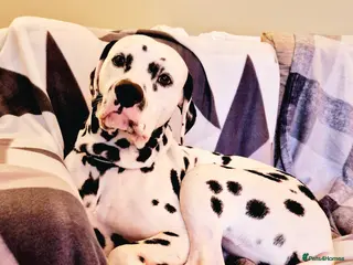 Dalmatian dogs ❤️Exceptional Proven Dalmatian Stud❤️ - Advert 11