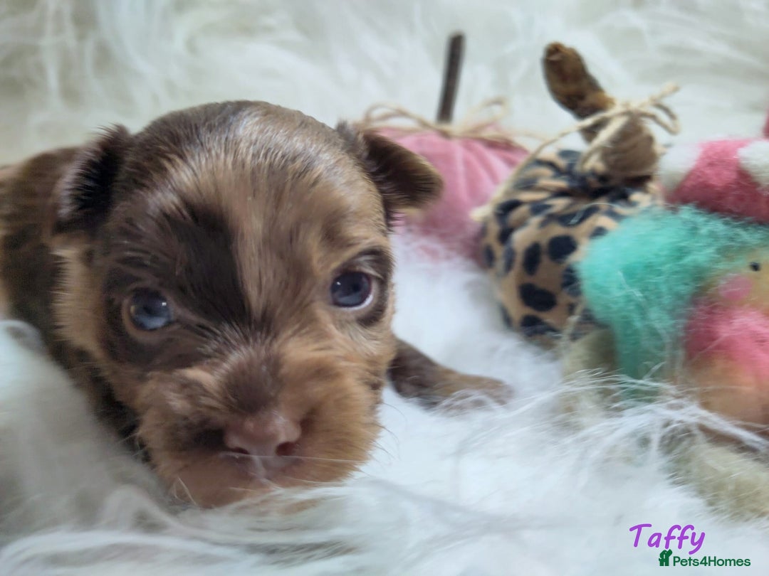 Yorkshire Terrier dogs for sale: Stunning Biro & Merle Yorkie Girls – Ready Nov 25 - Advert 24