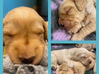 Labradoodle dogs 1st generation standard size labradoodles - Advert 1