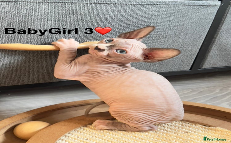Sphynx cats - Advert 1