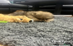 Pomeranian dogs for sale: 🔥Very Tiny(450gr)🧸Top Quality 💎 - Advert 21