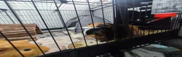 Guinea Pig rodents for sale: Complete Guinea Pig Setup for Sale - Advert 6