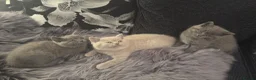 British Shorthair cats for sale:     Cute Blue & Cream BSH Kittens  - Advert 8