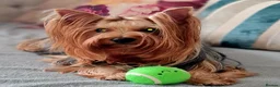Yorkshire Terrier dogs for sale: Miniature Pedigree Yorkshire terriers girl  - Advert 5