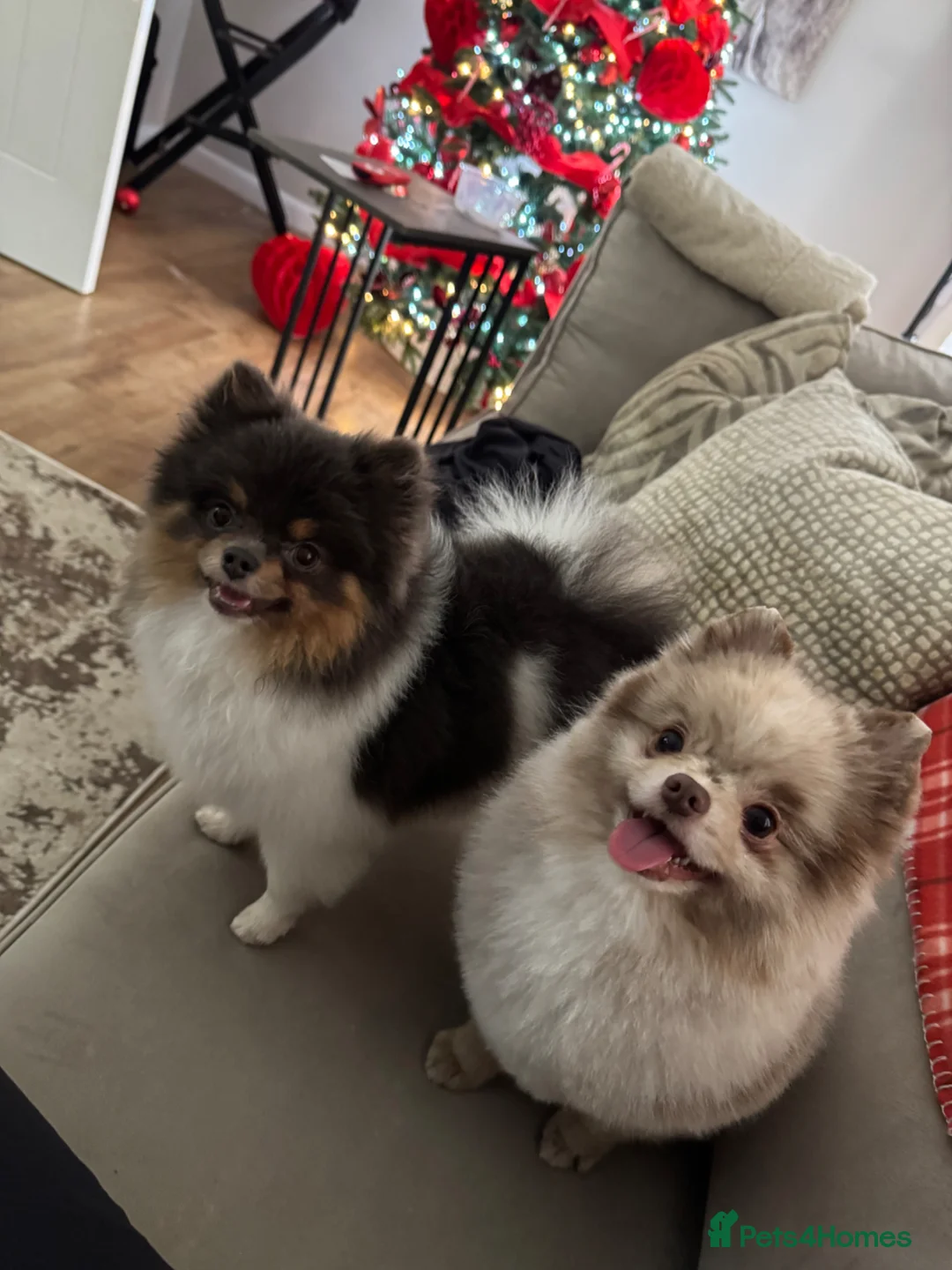 Pomeranian dogs for sale:  **  Pomeranian pups  in Runcorn - Advert 1