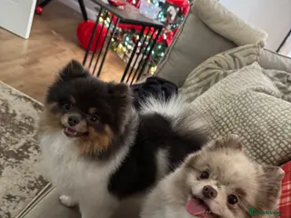 Pomeranian dogs xxs Pomeranian pups - Advert 7