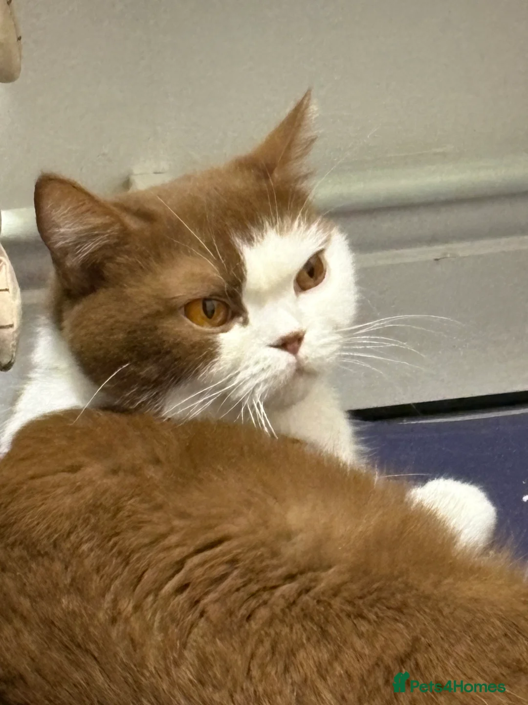 British Shorthair cats for sale: British shorthair kittens in Ipswich - Advert 1