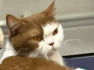 British Shorthair cats British shorthair kittens in Ipswich - Advert 1