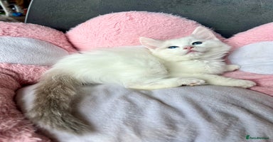 Ragdoll cats - Advert 14