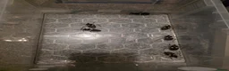Mixed Breed invertebrates for sale: Mixed invertebrates for sale *see description*  - Advert 11