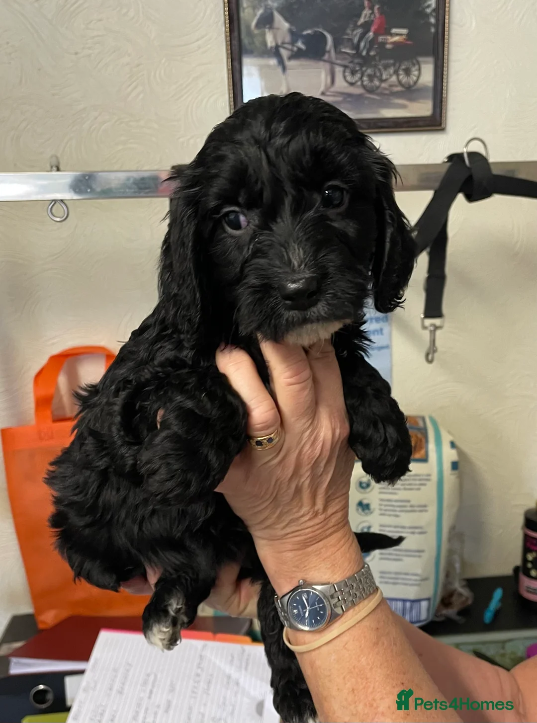 Cockapoo dogs for sale: QUALITY COCKERPOO PUPS .HEALTH TESTED 5 star  - Advert 2