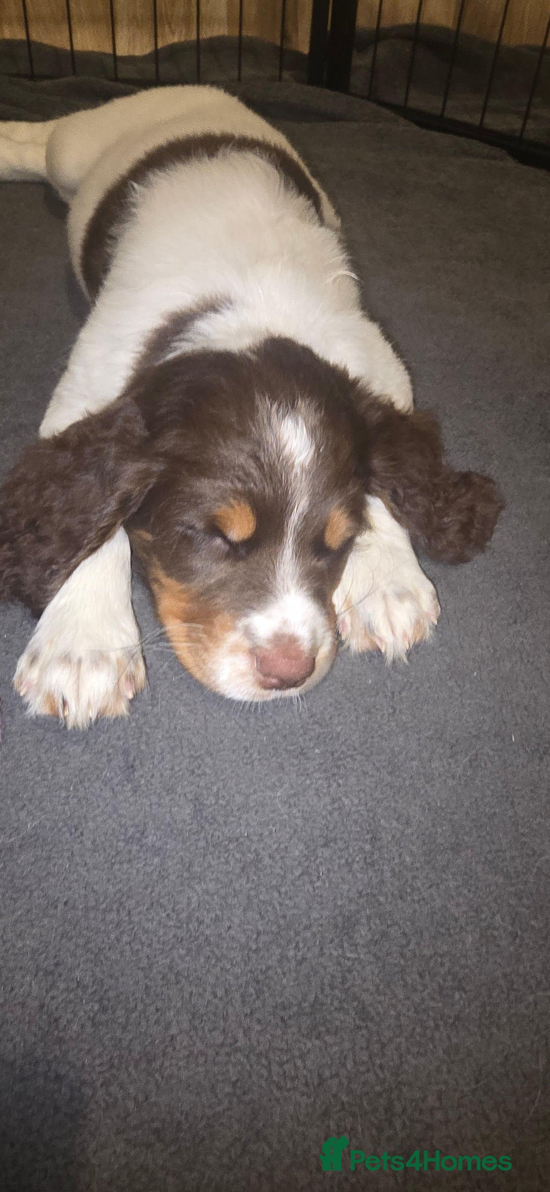 Sprocker dogs for sale: Home-Reared Sprocker Puppies  - Advert 12