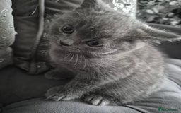 British Shorthair cats for sale: 1 cute British short hair blue kitten for sale  - Image 4
