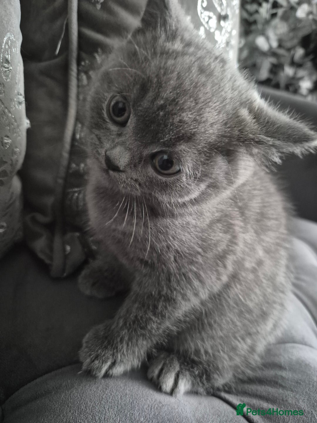British Shorthair cats for sale: 1 cute British short hair blue kitten for sale  - Image 4