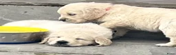 Golden Retriever dogs for sale: KC Registered Vet Health Checked Puppies - Advert 29