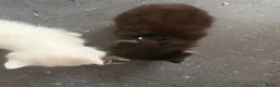 Mixed Breed cats for sale: Ragdoll X 2 longhair Blk and white ready now  - Advert 19