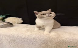 British Shorthair cats for sale: FULL PEDIGREE, REGISTERED BSH - Image 9