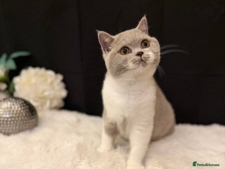 British Shorthair cats - Advert 14