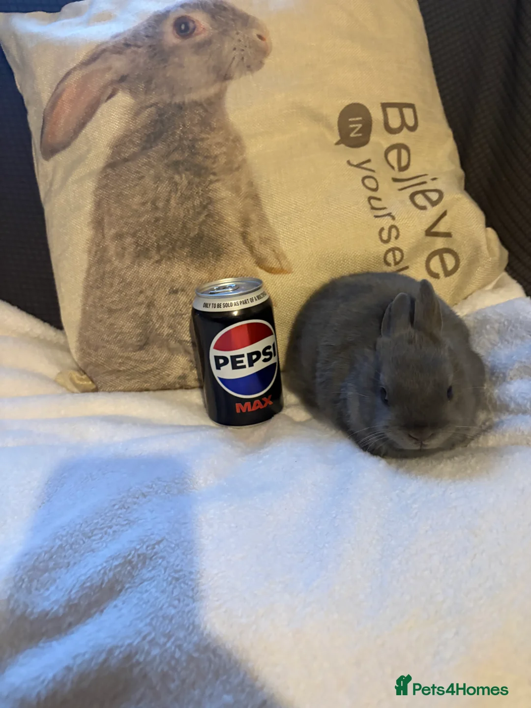 Netherland Dwarf rabbits for sale: Blue Netherland Dwarf Rabbit - Advert 2