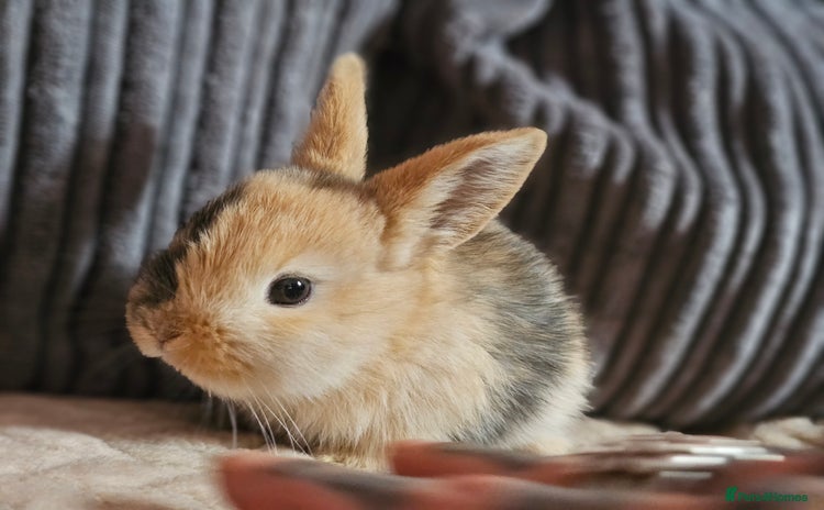 Harlequin rabbits - Advert 1