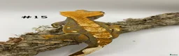 Gecko reptiles for sale: Adult, Juvenile and Lilly White Crested Geckos - Advert 31