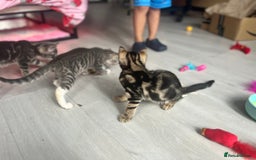 Bengal cats for sale: Gemini grey beauties - Image 25