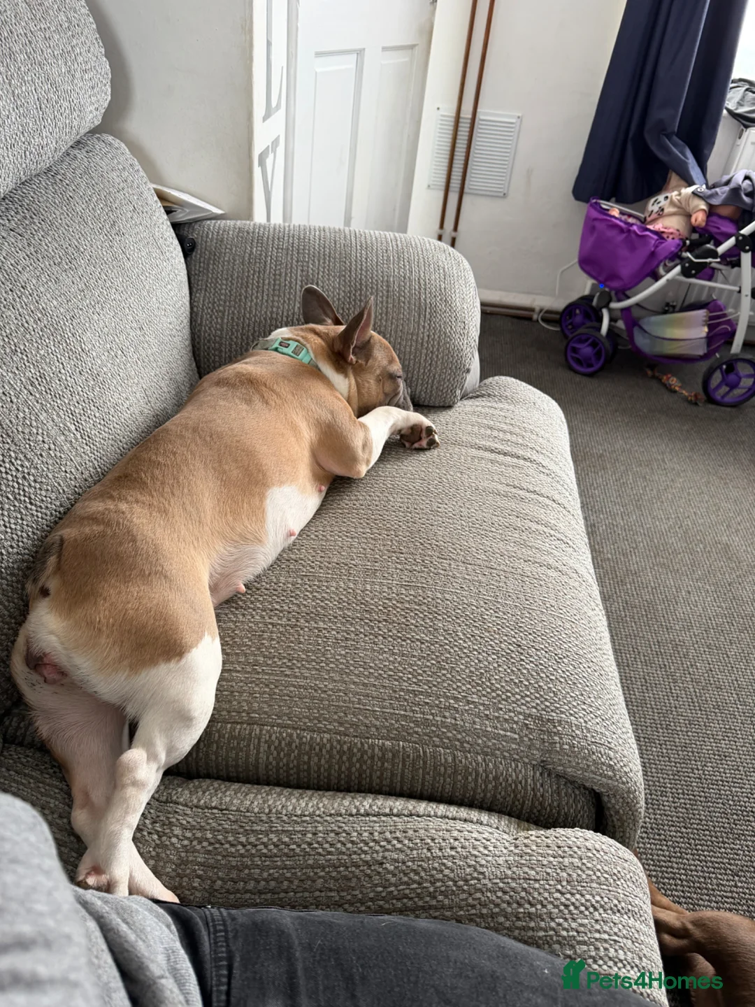 French Bulldog dogs for sale: KC registered female French bulldog - Advert 2