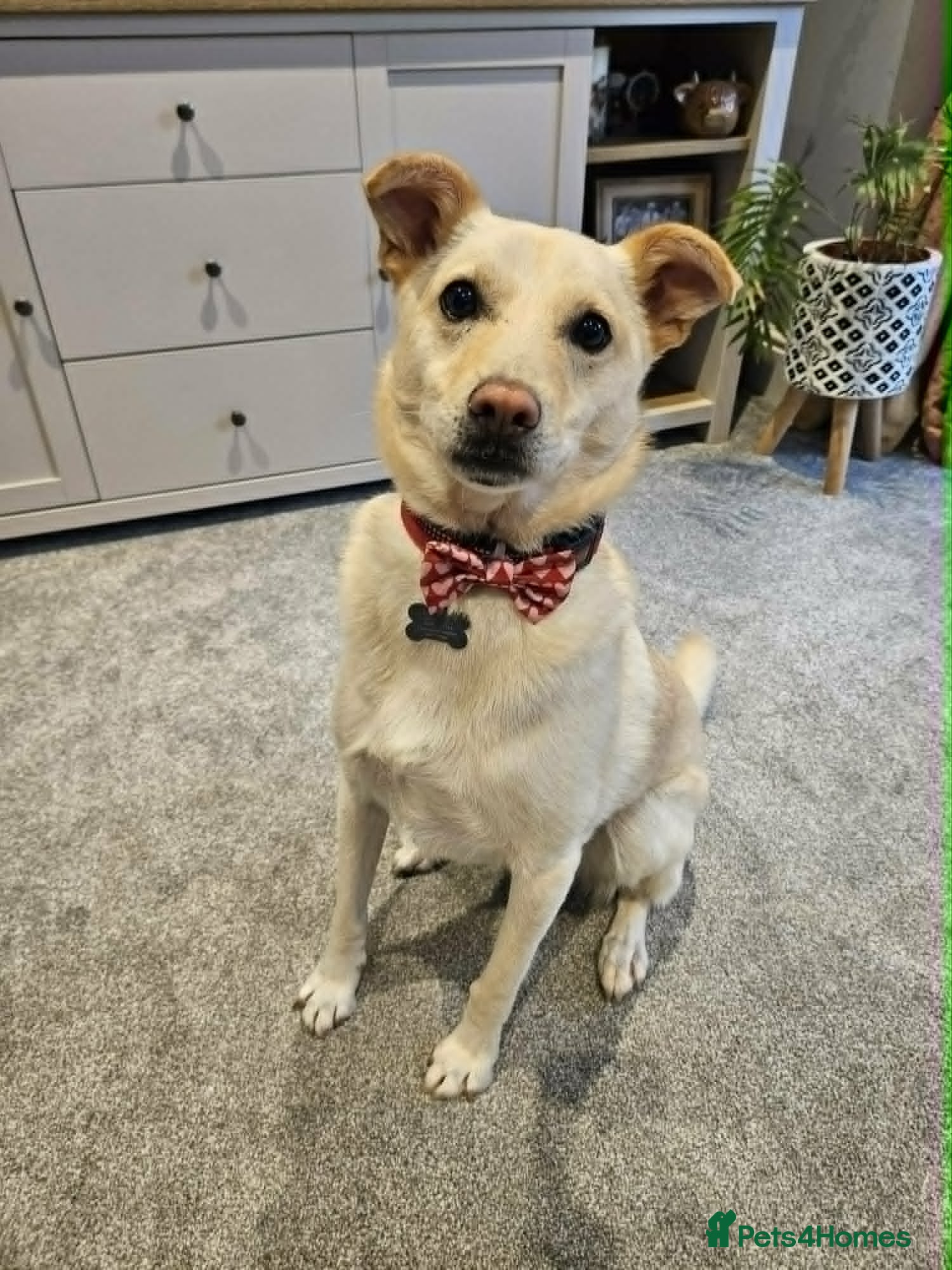 Mixed Breed dogs Bingo for adoption - Advert 1