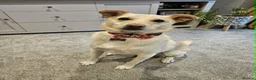 Mixed Breed dogs for adoption: Bingo for adoption in Hailsham - Advert 1