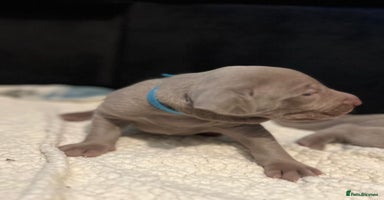 Weimaraner dogs - Advert 1