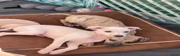 Italian Greyhound dogs for sale: 5 wonderful Wiggy’s licensed breeder  - Advert 31