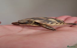Tortoise reptiles for sale: Tortoise Hatchlings for sale - Image 2