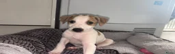 Mixed Breed dogs for sale: Collie whippet greyhound  - Advert 12