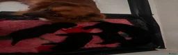 Mixed Breed dogs for sale: Pomapoo puppies  - Advert 16