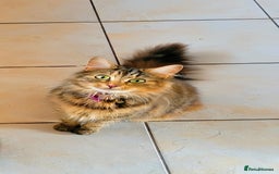 Domestic Shorthair cats for sale: Four sweet little flufflets - Image 14