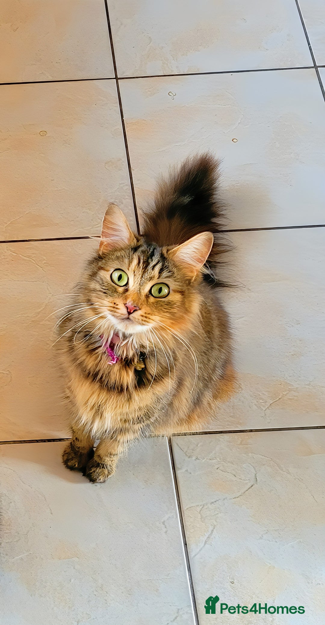 Domestic Shorthair cats for sale: Four sweet little flufflets - Image 14