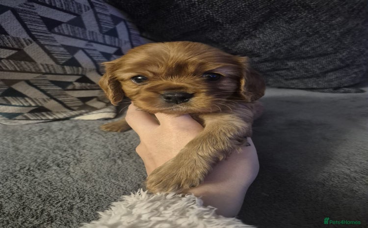 Cavalier King Charles Spaniel dogs Cavalier King Charles  - Advert 9