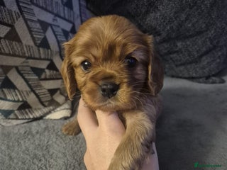 Cavalier King Charles Spaniel dogs Cavalier King Charles - Advert 8