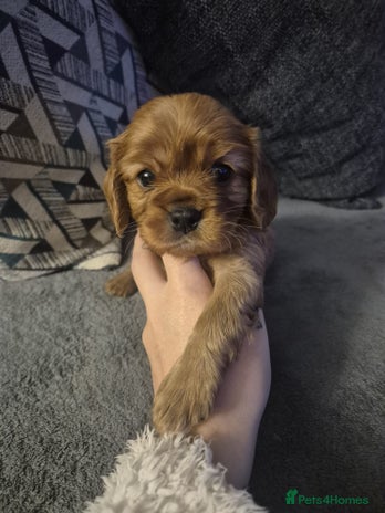 Cavalier King Charles Spaniel dogs Cavalier King Charles - Advert 9