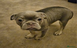 Frug dogs for sale: Frug Puppies Ready Now - Advert 6