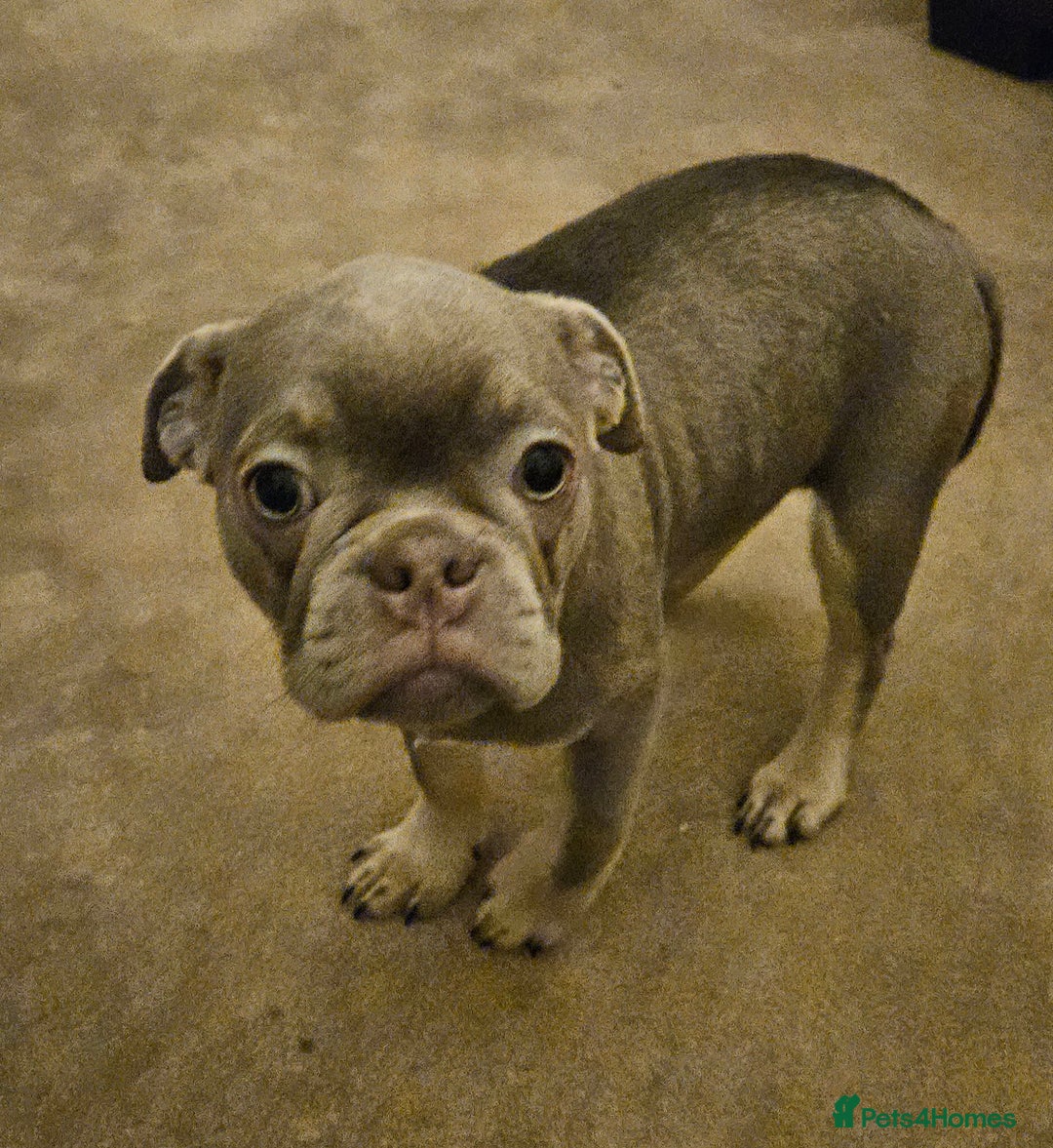 Frug dogs for sale: Frug Puppies Ready Now - Advert 6
