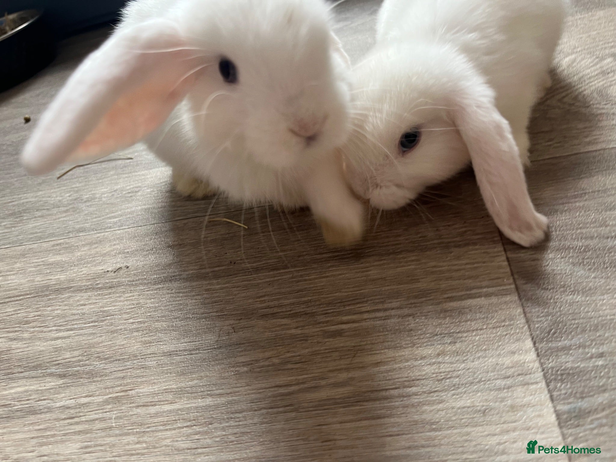 Mini Lop rabbits Two male rabbits - Advert 2