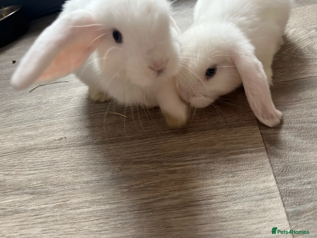 Mini Lop rabbits for sale: Two male rabbits - Advert 1