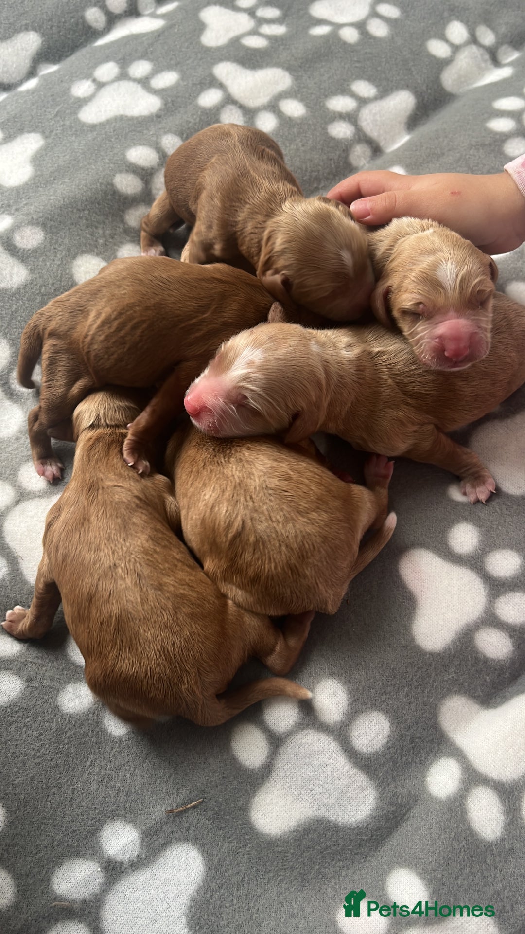 Cockapoo dogs for sale: Cockapoo puppies  - Image 1