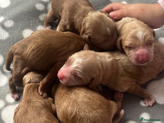 Cockapoo dogs - Advert 4