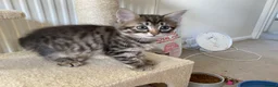 Mixed Breed cats for sale: Amiable mixed kittens  - Advert 13