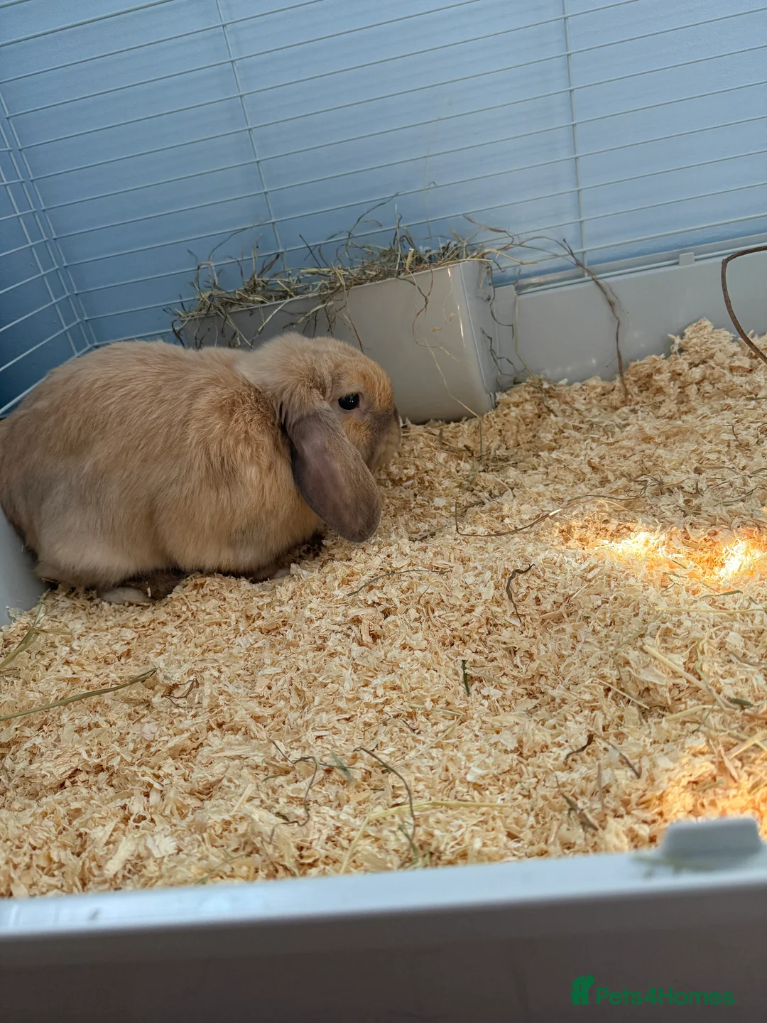 Cashmere Lop rabbits for sale: URGENTLY looking for a new home.  - Advert 6